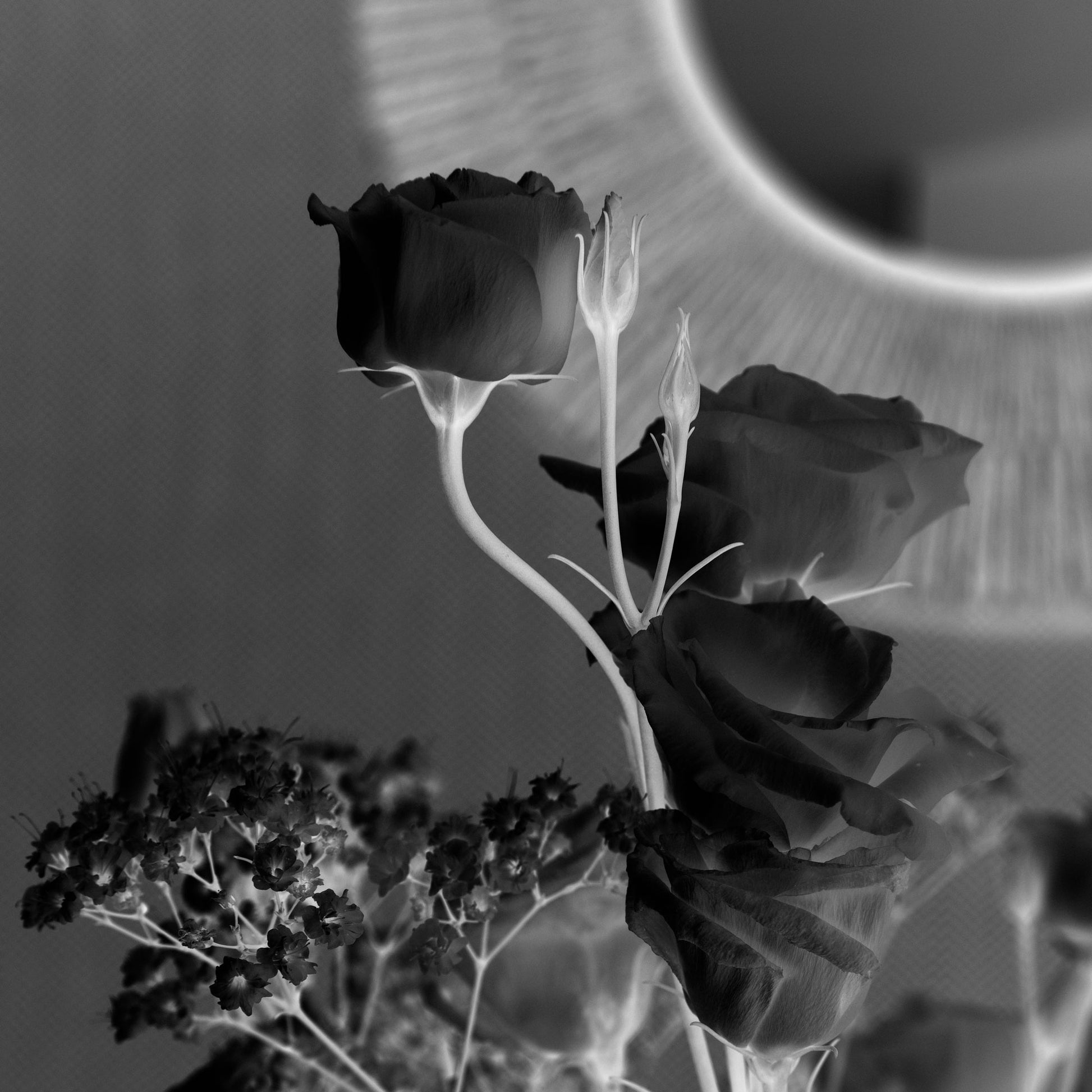 Digital inkjet negative by Hatter Editions. Still life photograph with flowers